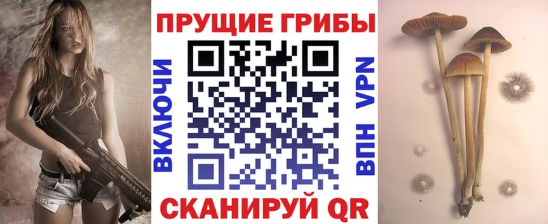 Галлюциногенные грибы Psilocybine cubensis  купить  сайты  Химки 